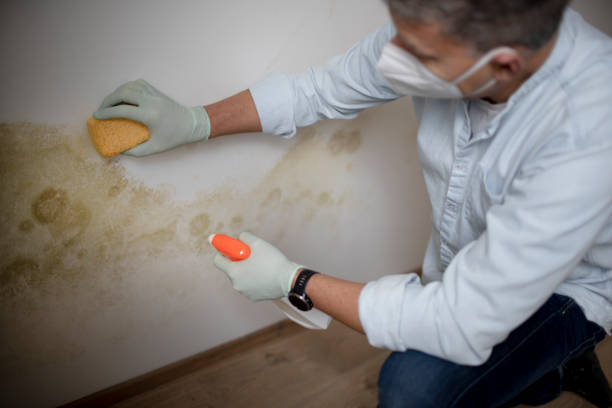 Best Mold removal after water damage  in Oklahoma, PA